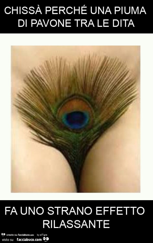 Chissà perché una piuma di pavone tra le dita fa uno strano effetto rilassante