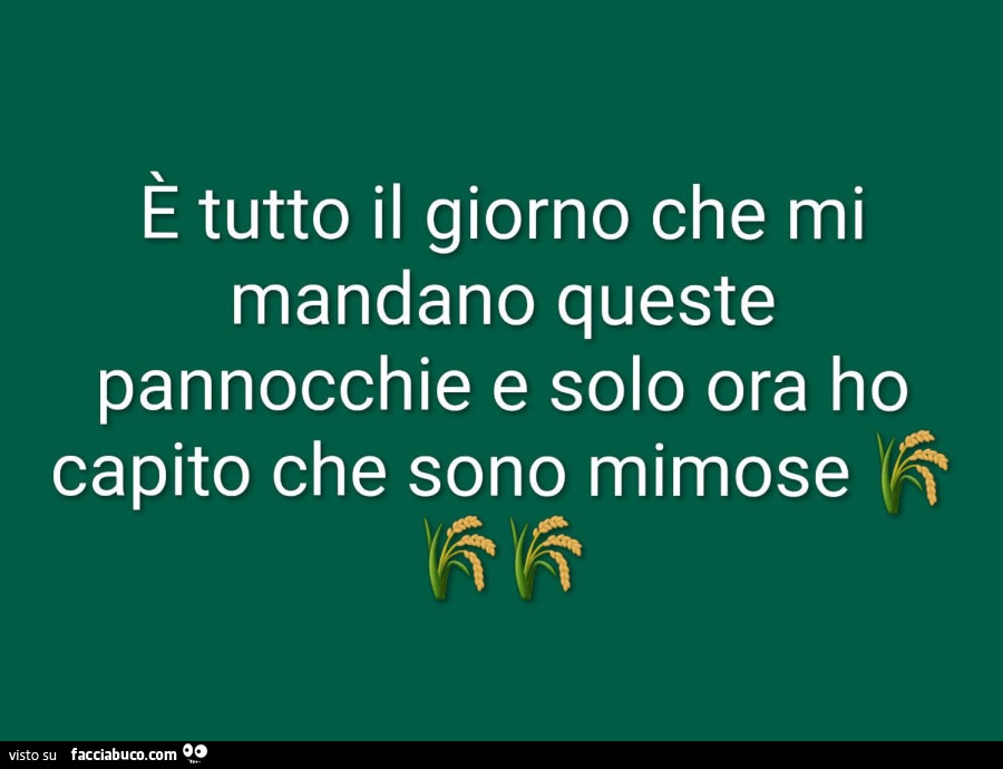 È tutto il giorno che mi mandano queste pannocchie e solo ora ho capito che sono mimose