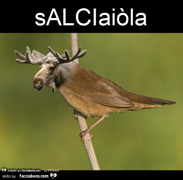 Salciaiòla