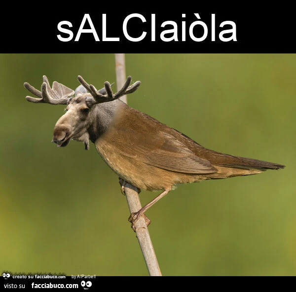Salciaiรฒla