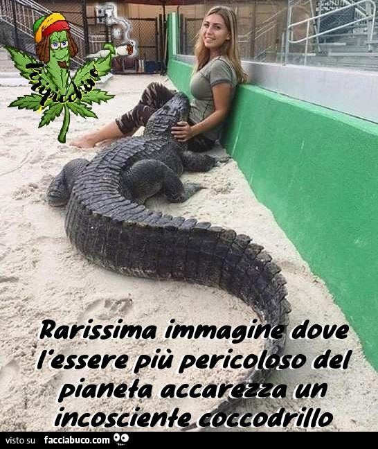 Vaccata