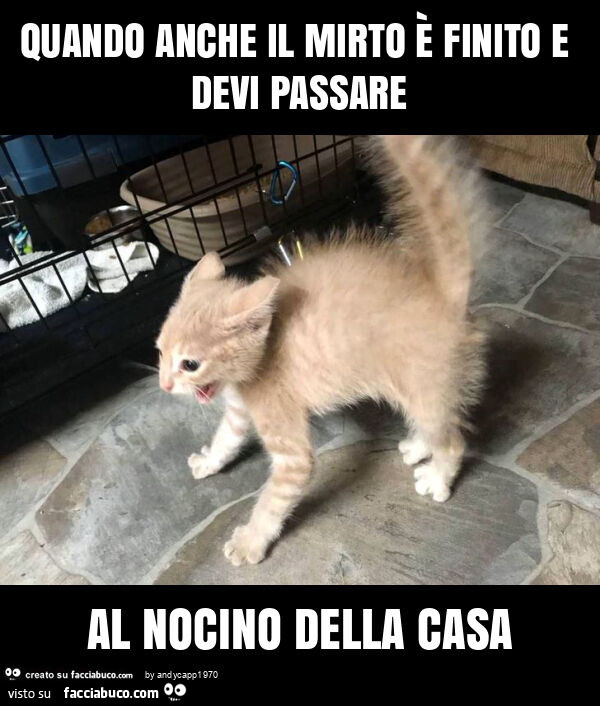 Quando anche il mirto è finito e devi passare al nocino della casa