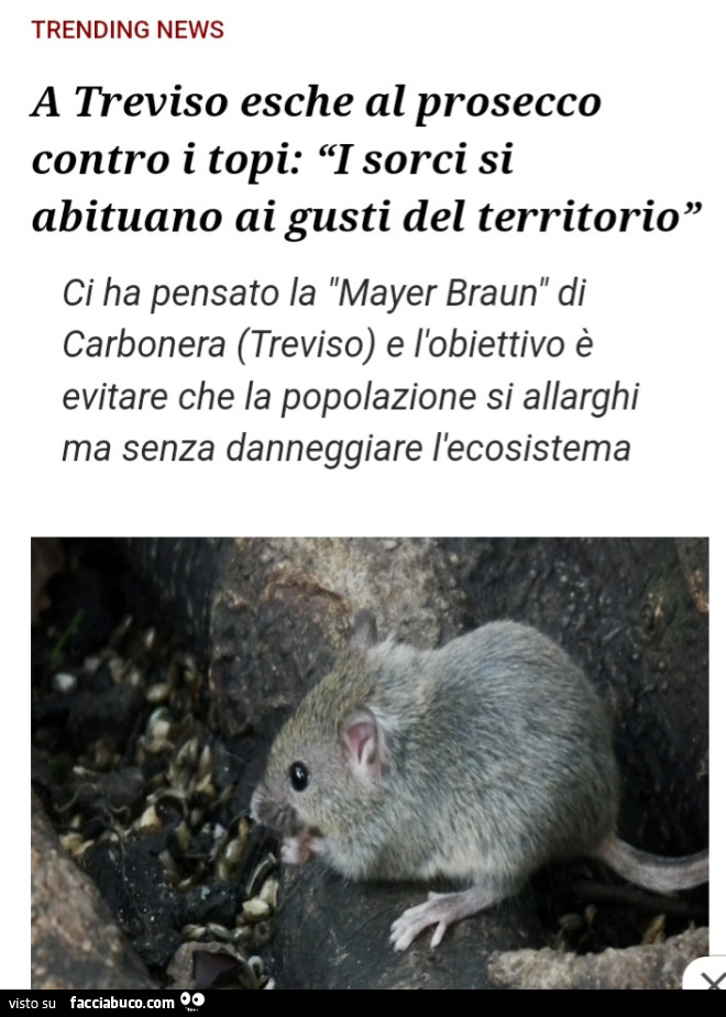 Vaccata