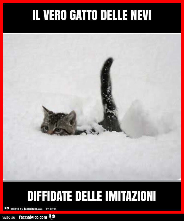 Il vero gatto delle nevi diffidate delle imitazioni