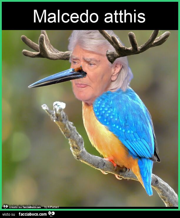 Malcedo atthis