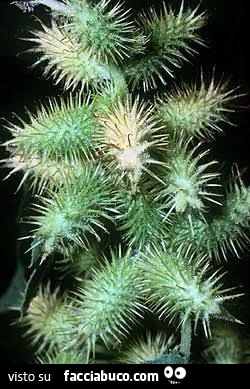 Vaccata