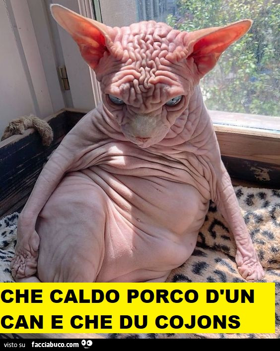 Vaccata