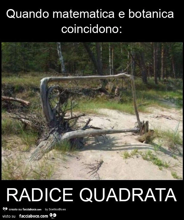 Quando matematica e botanica coincidono: radice quadrata