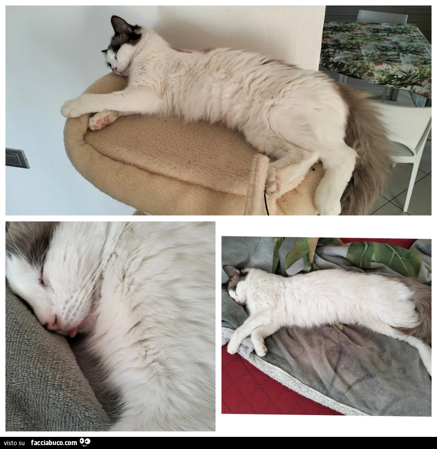 Gatti
