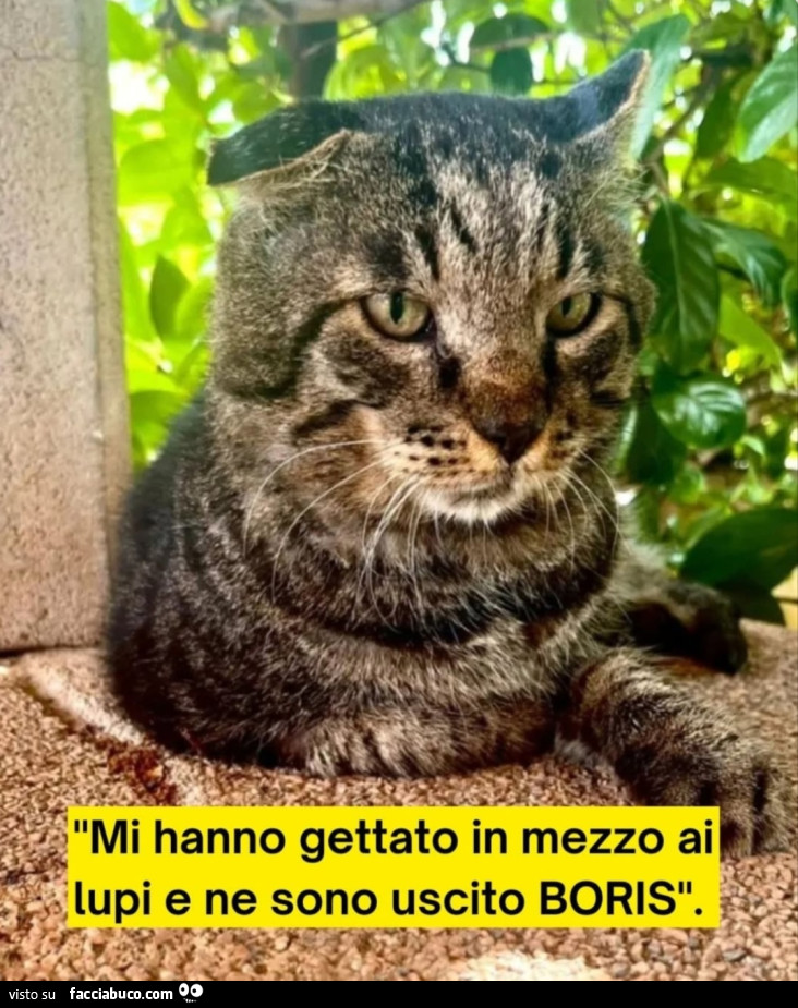 Vaccata