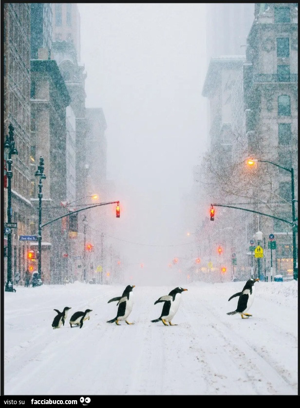 Neve a NYC