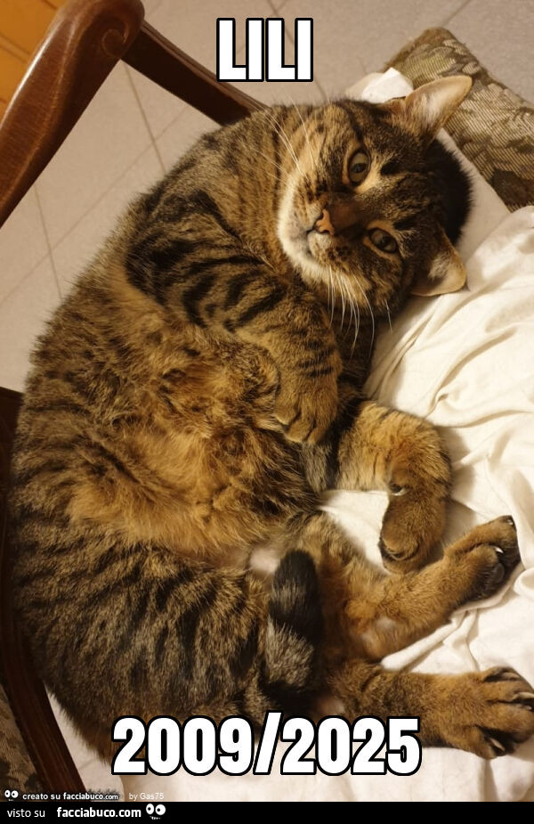 Lili 2009/2025