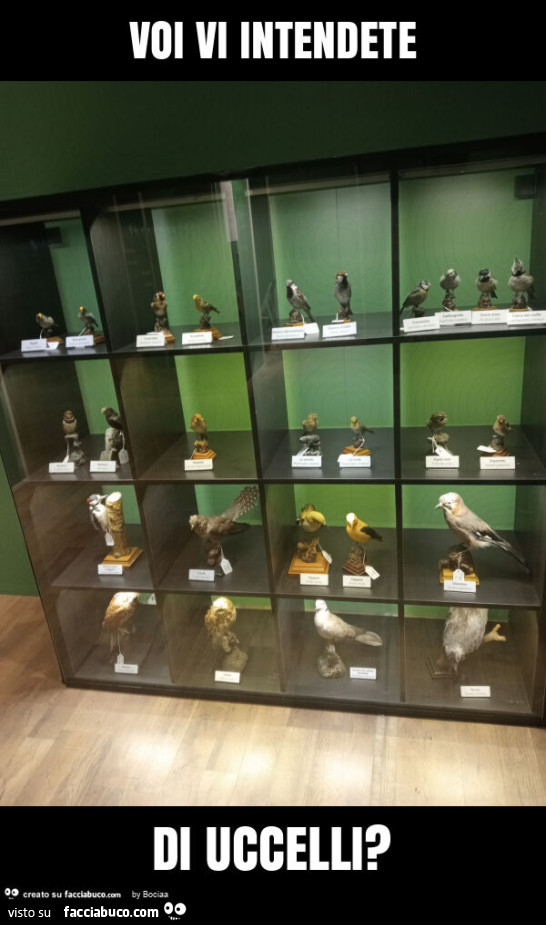 Voi vi intendete di uccelli?