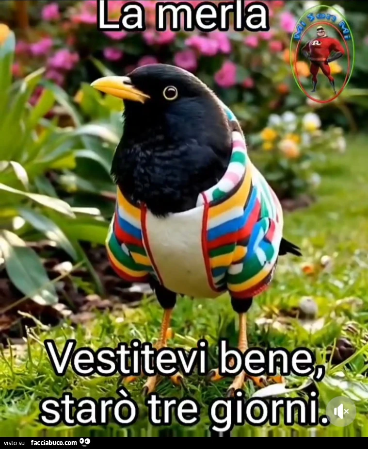 Freddo