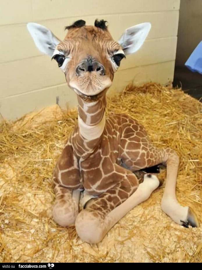 AWW cucciola di giraffa appena nata allo zoo