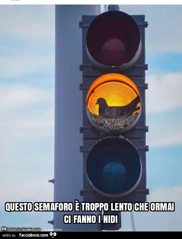 Questo semaforo è troppo lento che ormai ci fanno i nidi
