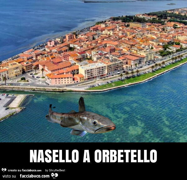 Nasello a orbetello