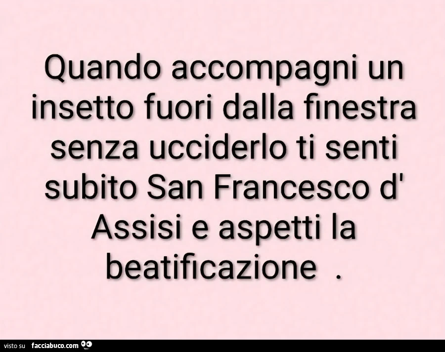 Insetto
