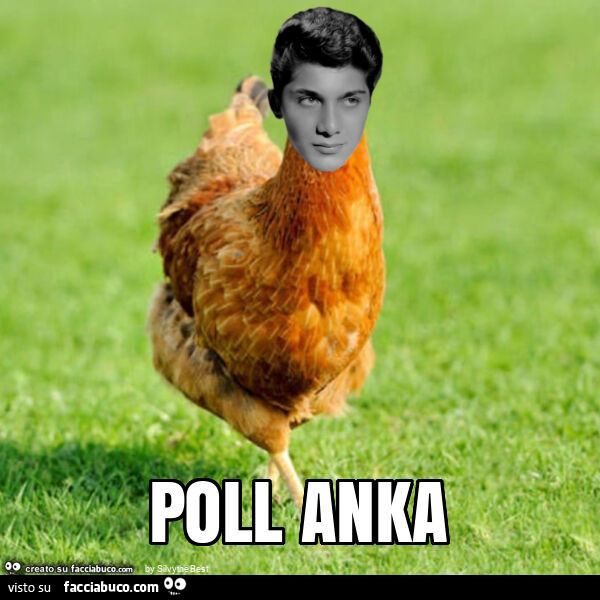 Poll anka