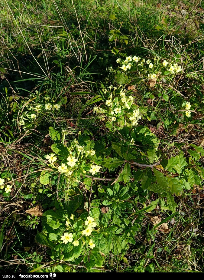 Vaccata