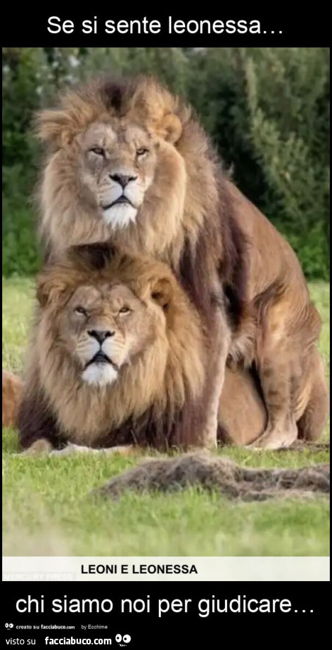 Se si sente leonessa… chi siamo noi per giudicare…