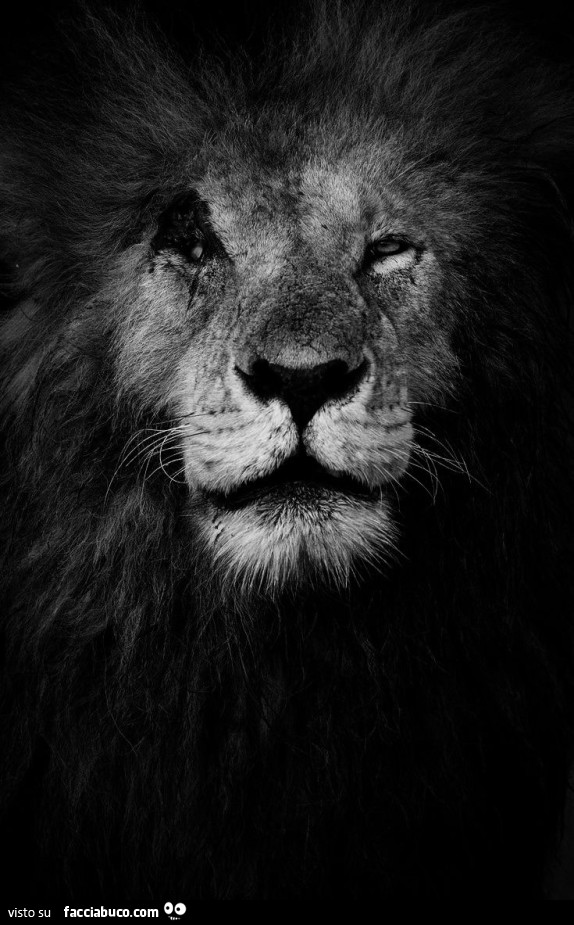 Leone con un occhio solo