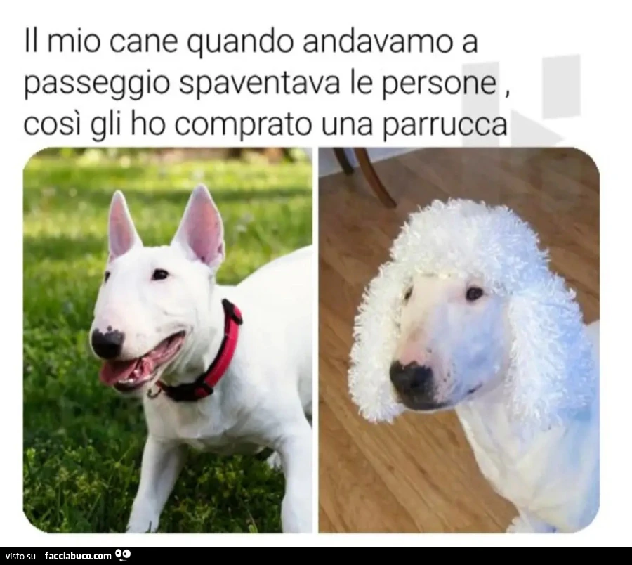 Il mio cane quando andavamo a passeggio spaventava le persone cosรฌ gli ho comprato una parrucca