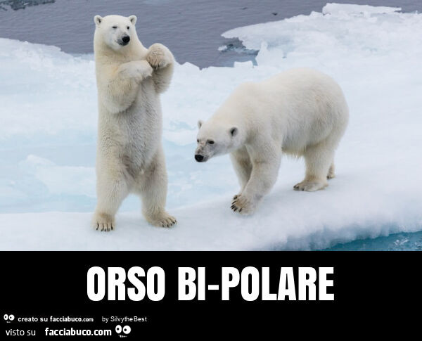 Orso bi-polare