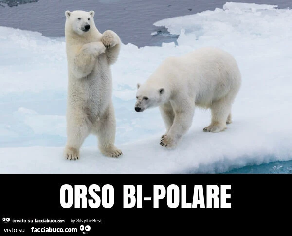 Orso bi-polare