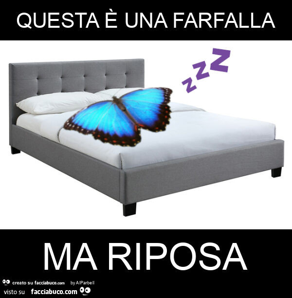 Questa è una farfalla ma riposa