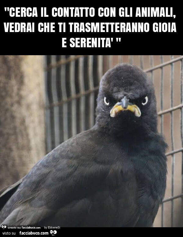"cerca il contatto con gli animali, vedrai che ti trasmetteranno gioia e serenità "
