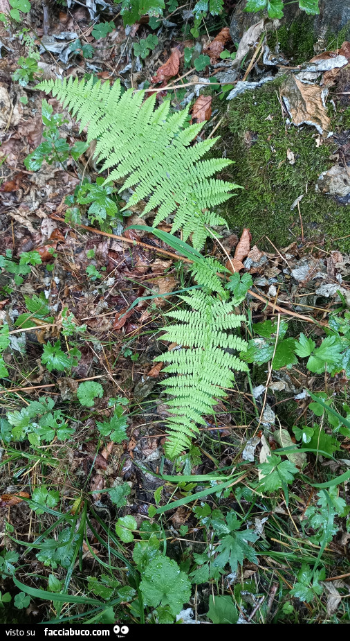 Vaccata