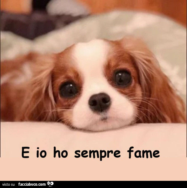 Cavalier King Charles, un Cane è per sempre