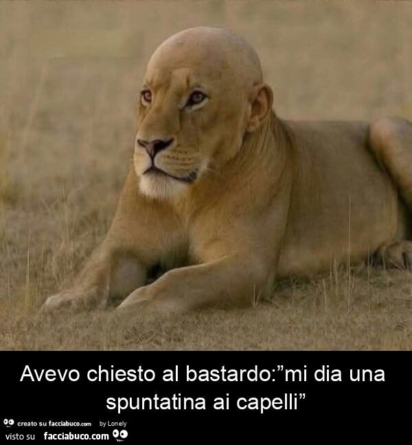 Avevo chiesto al bastardo: ”mi dia una spuntatina ai capelli”