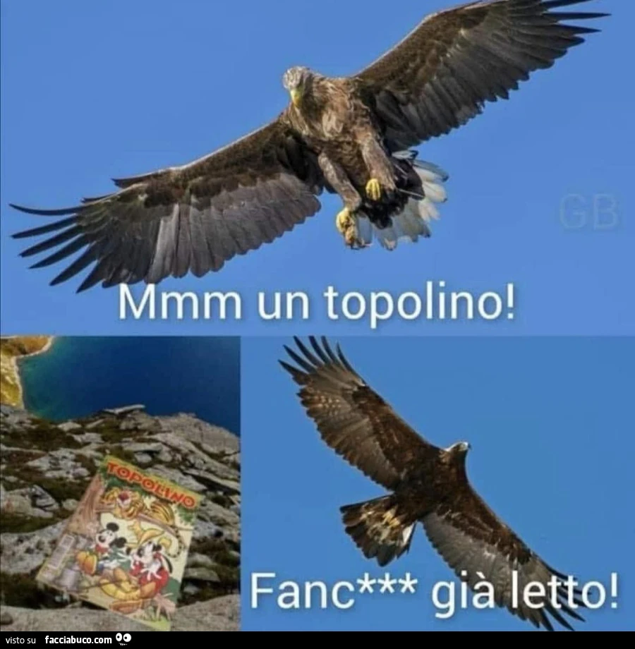 Aquila