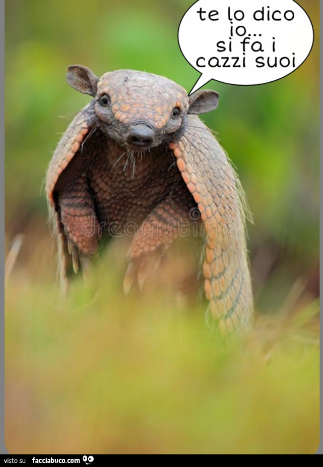 Animali