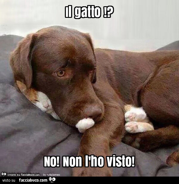 Il gatto!? No! Non l'ho visto