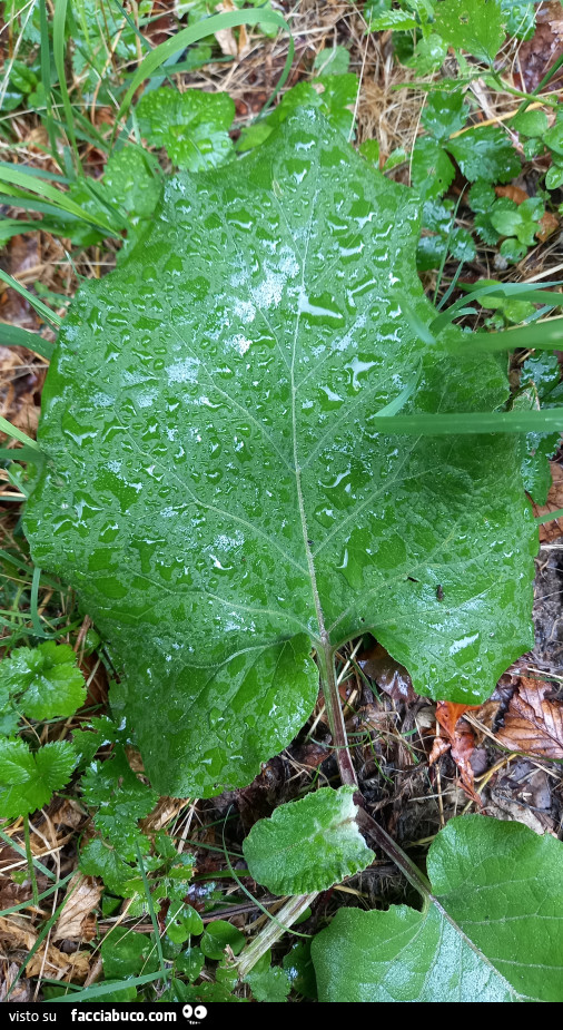 Vaccata