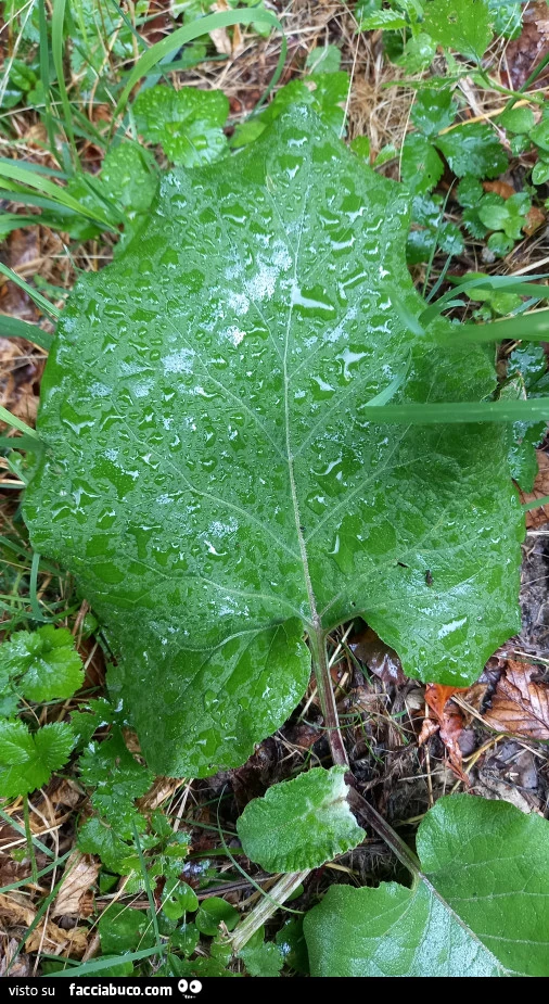 Vaccata
