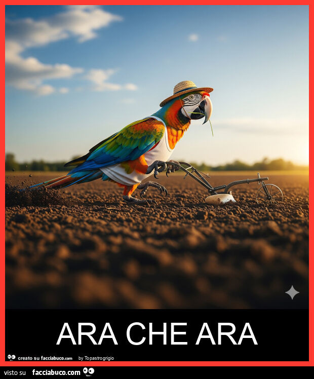 Ara che ara