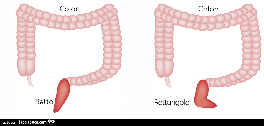 Colon Retto. Colon Rettangolo