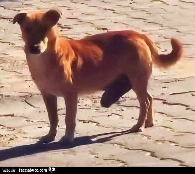 Cane smarrito cercasi padrone