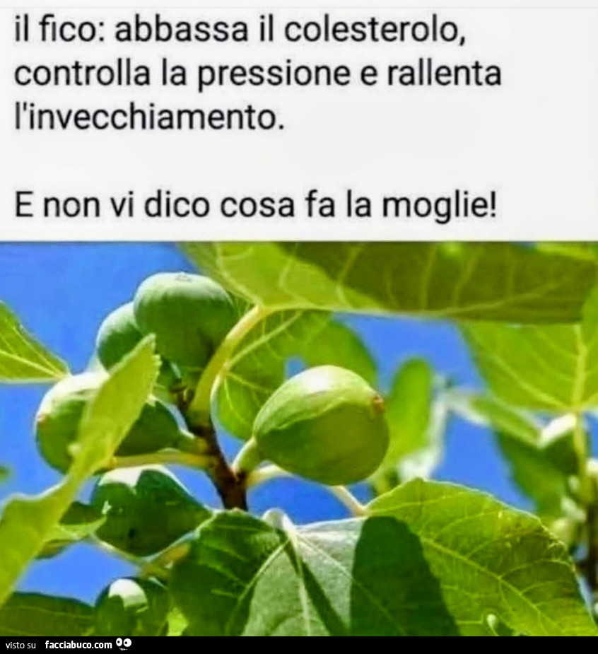 Il fico