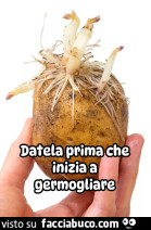 Vaccata