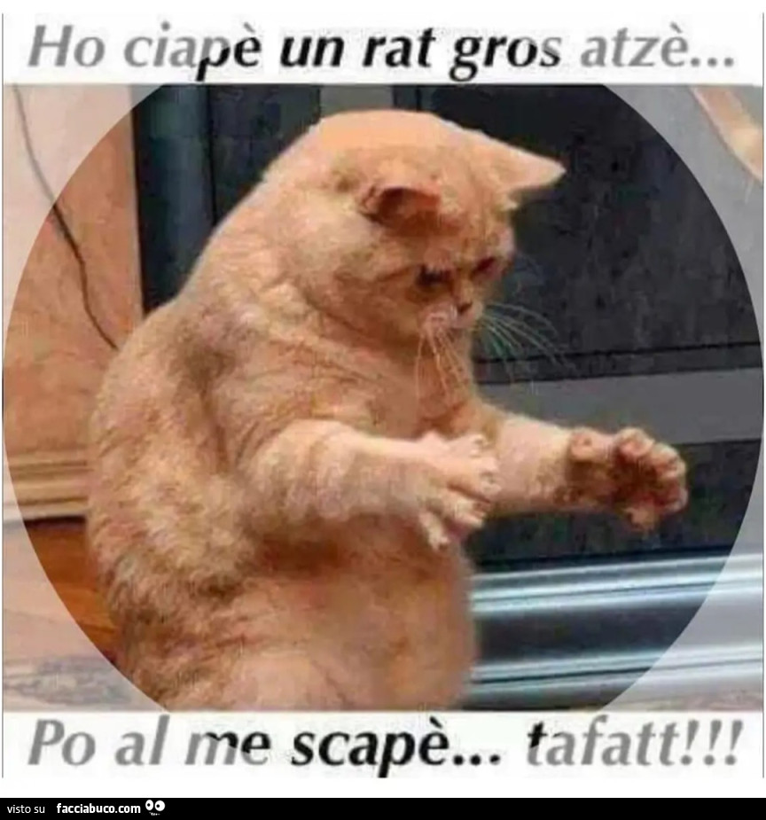 Vaccata