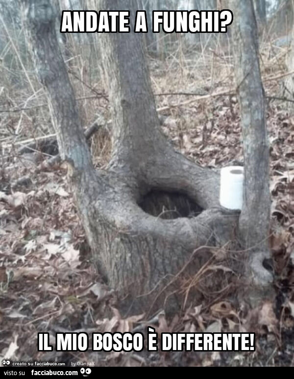 Andate a funghi? Il mio bosco è differente