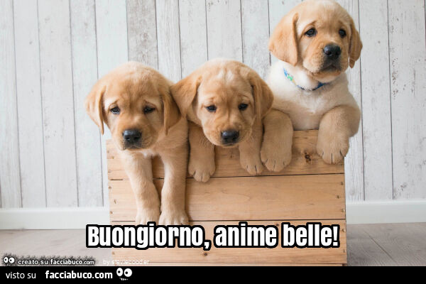 Buongiorno, anime belle