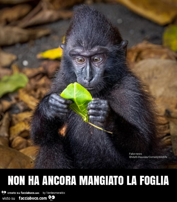 Non ha ancora mangiato la foglia