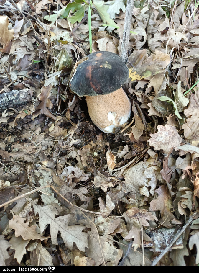 Vaccata