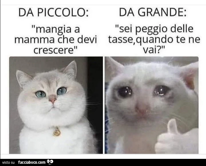 Vaccata